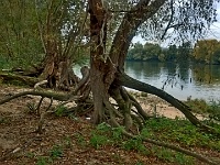 Bord de Seine