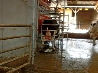 Lavage des mamelles