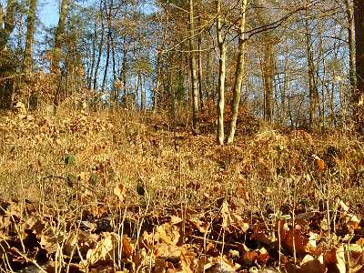 IMG 20161201 101225418  -->  Faisans entre les arbres (au milieu de l'image)